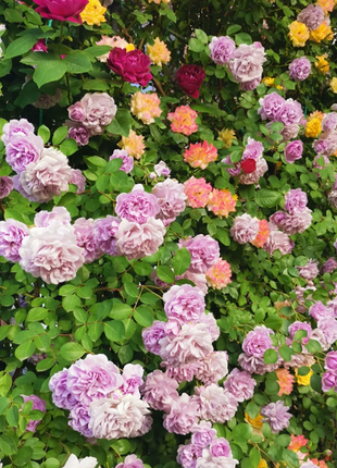 Mixed Angel Climbing Rose Seeds