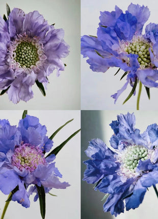 Scabiosa Comosa Seeds