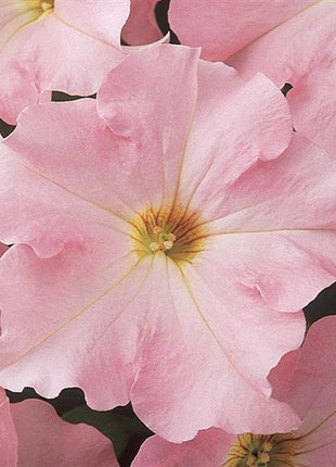 Appleblossom Petunia Seeds