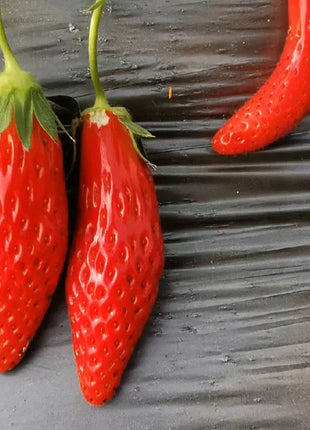 Rare Chili Strawberry Fruits Seeds