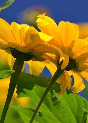 Mexican Sunflower Seeds - Yellow (Tithonia Speciosa Yellow Torch)  Seeds.