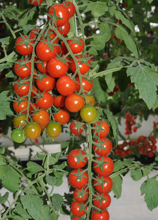Waterfall Tomato Seeds