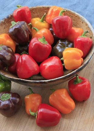 Pepper Mini Bell Chocolate Organic