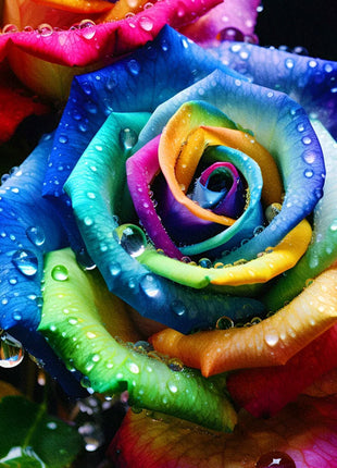 Colorful Roses - Flowers of Good Luck