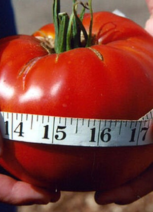 Giant Delicious Tomato / Up to 2kg (20 Seeds a Pack)