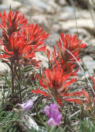Red INDIAN PAINTBRUSH Castilleja Indivisa Flower Seeds