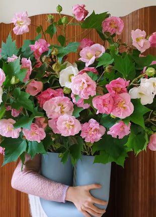 Color-changing Hibiscus Flower Seeds