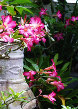 Pink Lady🌺Desert Rose Seeds