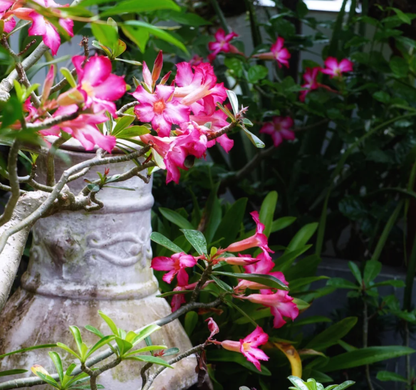 Pink Lady🌺Desert Rose Seeds