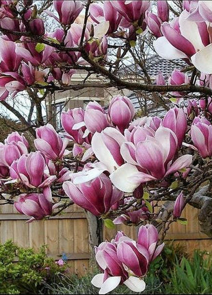 20pcs LILY MAGNOLIA Flower TREE Pink & Purple Fragrant Tulip Magnol Liliiflora Seeds