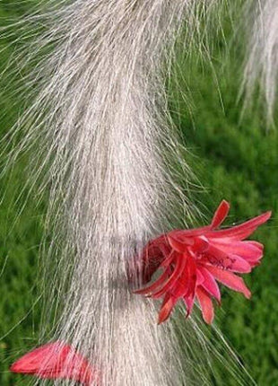 50Pcs Hildewintera Colademononis * Stunning Monkey Tail Cactus