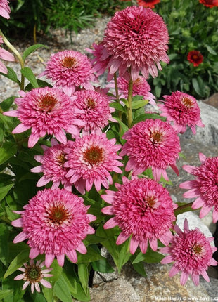 Echinacea Butterfly Kisses (Coneflower)