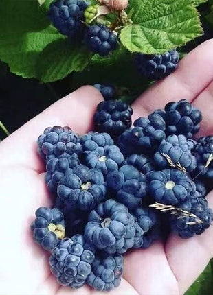 Giant Raspberry Seeds -92% Germination🌱