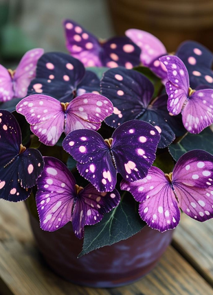 Purple Butterfly Begonia 'Purple Delight'