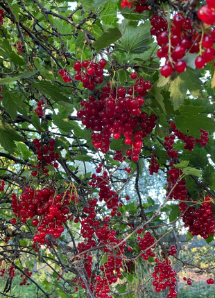 Multicolor Gooseberry Seeds