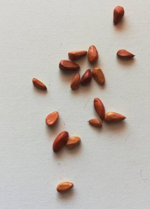 Orange white roses seeds