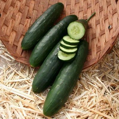 Cucumber Paraiso F1 Organic