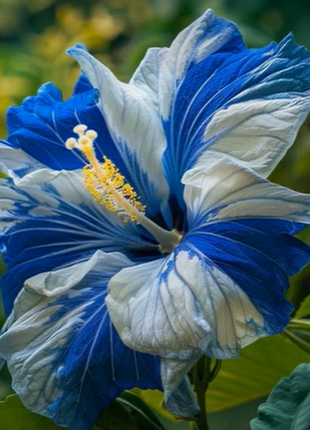 Rare Blue & White Hibiscus Seeds