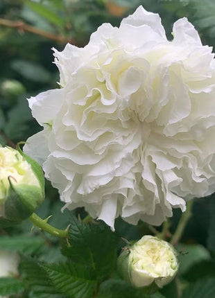 Blanc Double-Blossom de Coubert Seeds