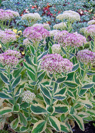 Autumn Charm Sedum