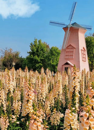 Foxglove Seeds Digitalis Purpurea Seeds