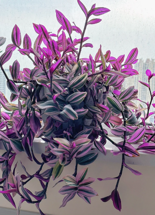 💐Oil Painting Wedding Orchid—Symbol Of Eternity