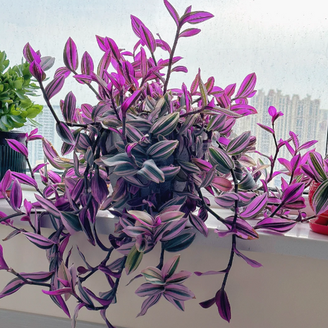 💐Oil Painting Wedding Orchid—Symbol Of Eternity