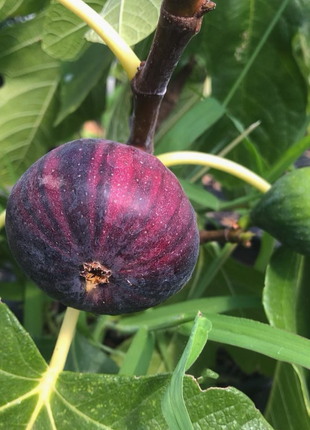 Rainbow Fig Seeds
