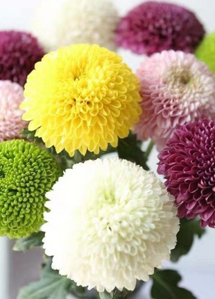 🏵️Colorful Ping Pong Chrysanthemum Seeds