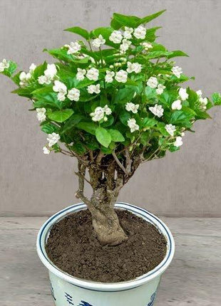 Double Jasmine Seeds