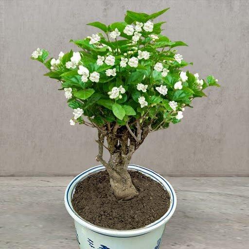 Double Jasmine Seeds