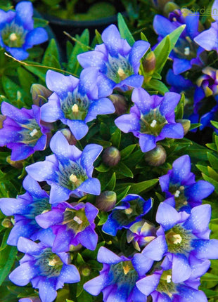 💙Plateau Elf Gentiana - Heart Of The Ocean💦