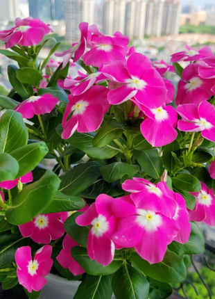 🌸Periwinkle—Blooms All Year Round