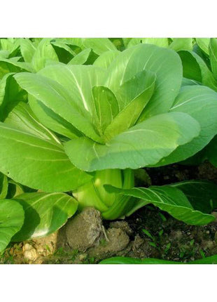 All year round 200pcs Chinese cabbage seeds