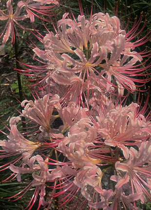 Higanbana Spider Lily Equinox Flower Bulbs