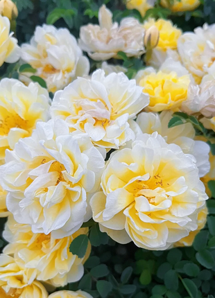 Multicolor Peony Seeds