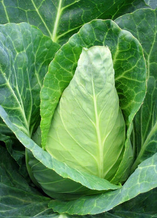Cabbage Caraflex F1 Organic