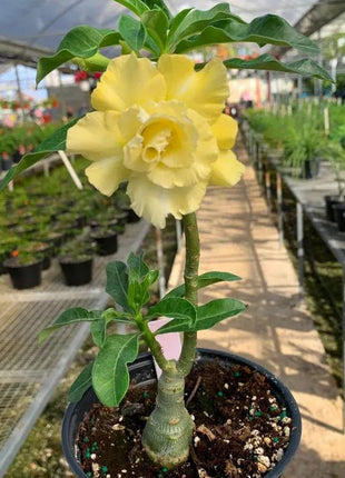Desert Rose -- Yellow