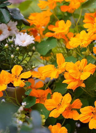 Nasturtium Seeds (Tall) - Mixed Colors