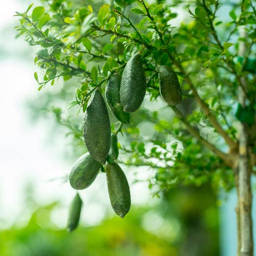 Finger Lime Seeds Lemon Caviar Seeds