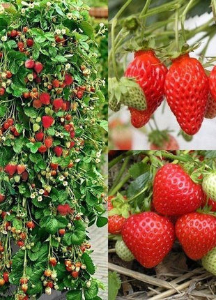 Climbing Strawberry Tree Seeds