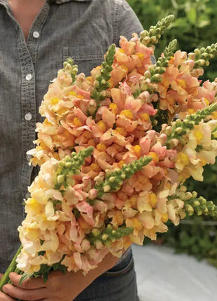 Snapdragon's Skull Flower Custom Mix Seeds