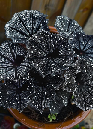 Black Velvet Butterfly Begonia