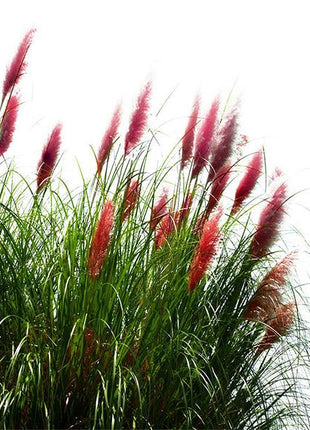 100Pcs Muhlenbergia Capillaris