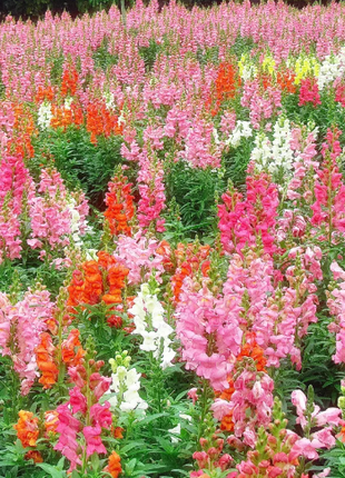 💐Double Snapdragon Mixed Color Seeds