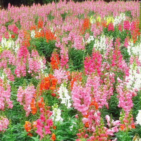 💐Double Snapdragon Mixed Color Seeds