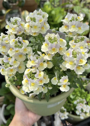 Nemesia Strumosa Benth