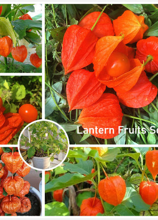 🍒Golden Berry Seeds Lantern Fruit Seeds—Golden Fruit