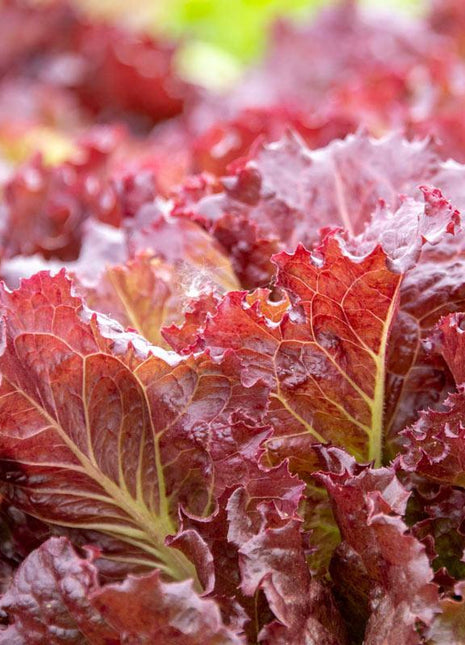 Lettuce Red Velvet Organic