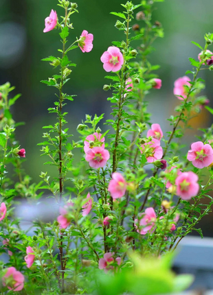 🌸Little Hibiscus Syriacus Seeds